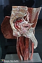 VBS_3197 - Bacino maschile - Mostra Body Worlds